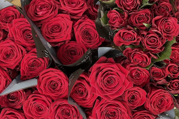 Rdeče vrtnice