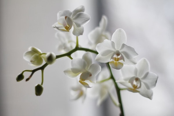 Bela orhideja