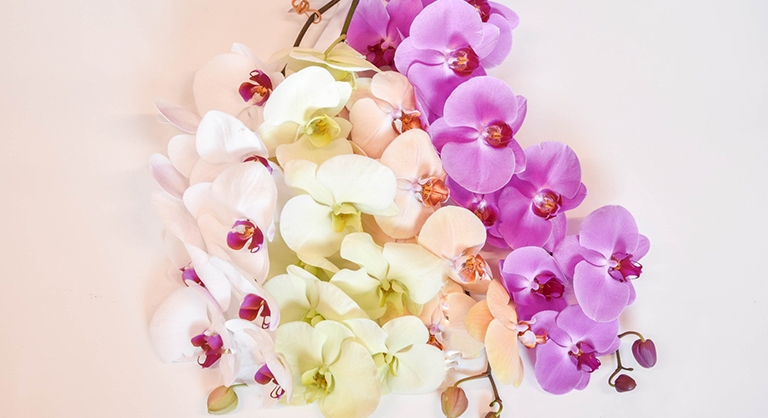 Orhideje falenopsis (Phalaenopsis)